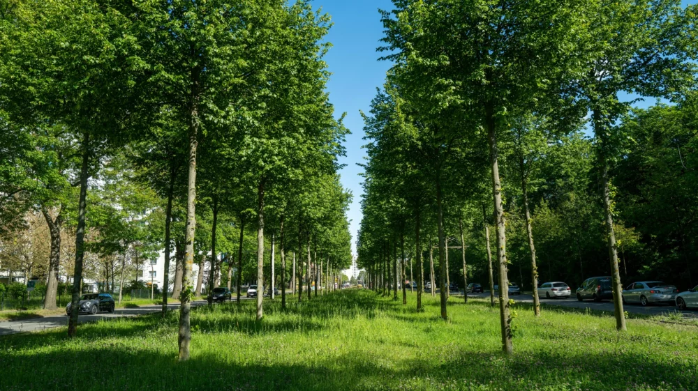 A street lined with trees