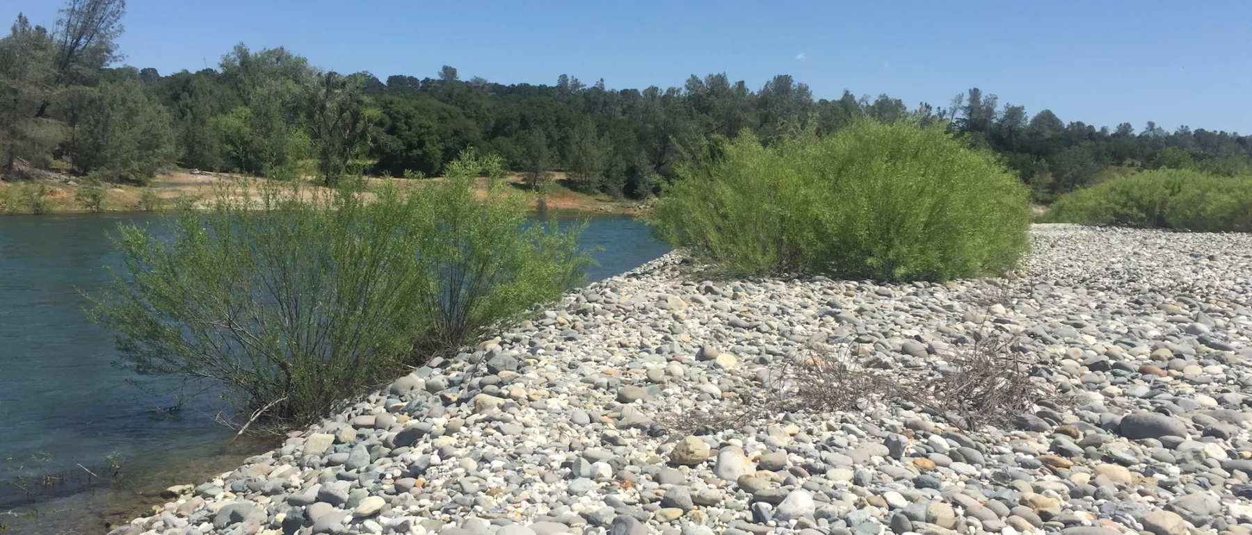 Yuba river with gravel riverbank under blue sky.