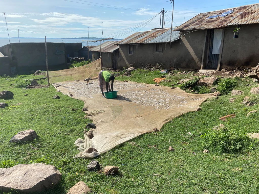 A person is spreading small fish to dry on a large fishing net laid out on grass, near simple houses with tin roofs in a rural lakeside village.