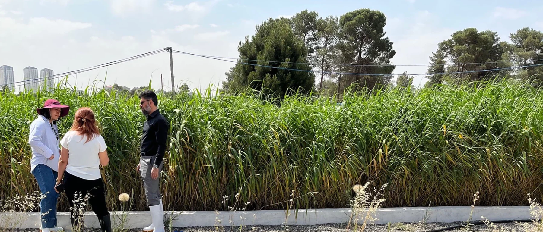 Three people stand to the left side of the image, before a wall of green wetland grasses. In the distance are three skyscrapers, trees and hanging electrical lines. In the foreground, a cement pad and blue and black pipes are connected to green hoses stretching to the grasses.