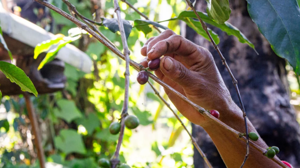 Petronella, a CFS participant, harvests coffee beans off her coffee plant on her farm in Bajawa, Flores, in September 2023.
