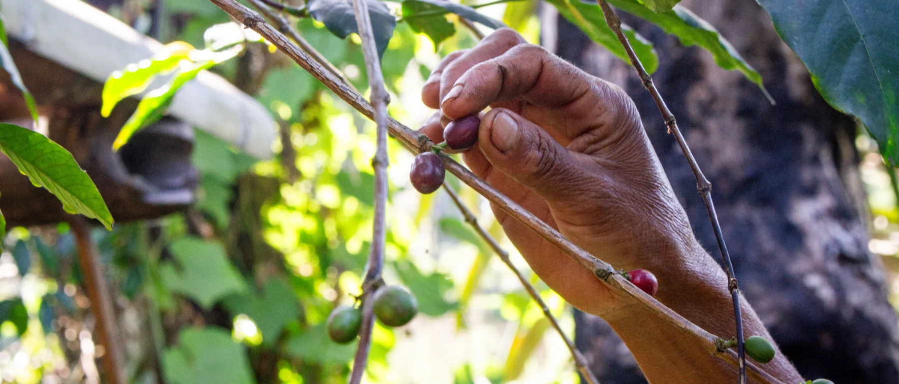 Petronella, a CFS participant, harvests coffee beans off her coffee plant on her farm in Bajawa, Flores, in September 2023.