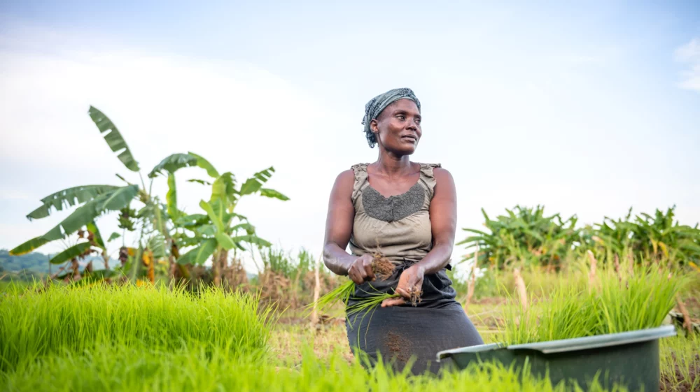 African woman planting rice