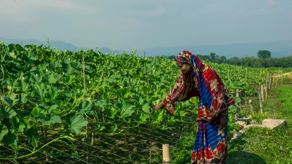 woman standing in a green agricultural field