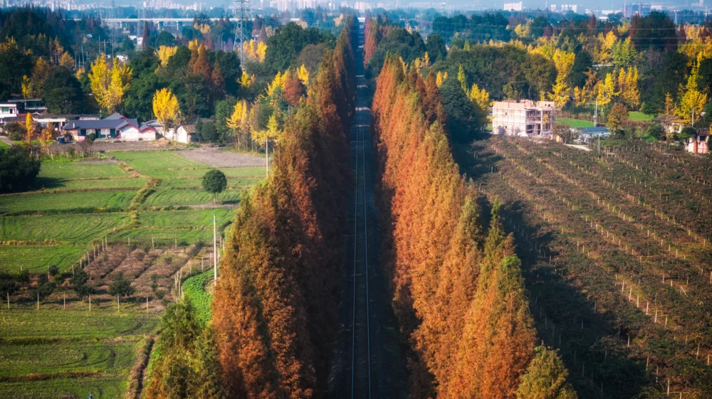 Railway Track with Yellow Coniferous Forests near Puyang Station, Dujiangyan, Chengdu