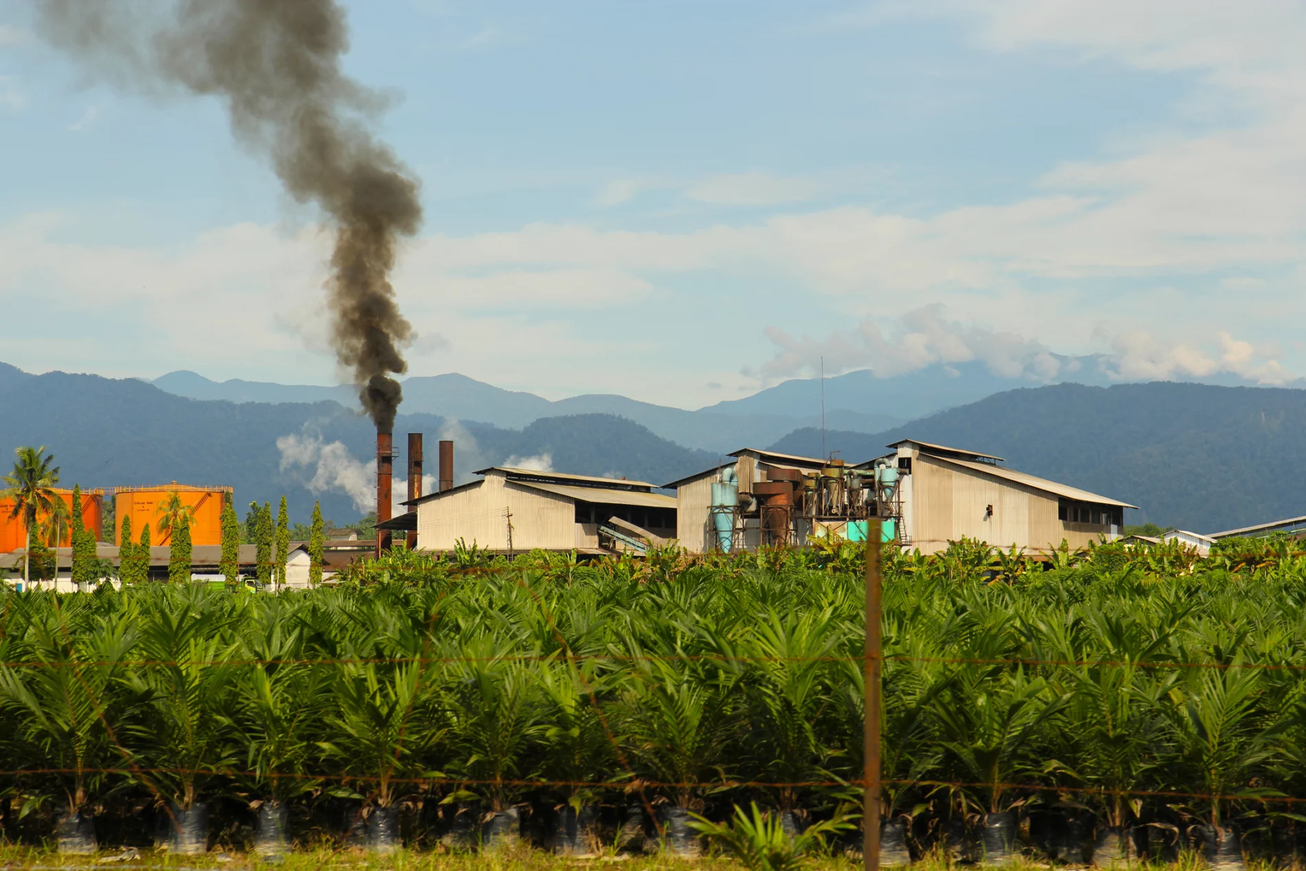 Palm oil factory in Sumatra, Indonesia.