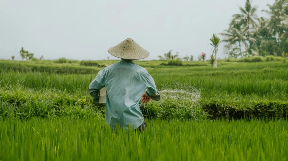 rice field