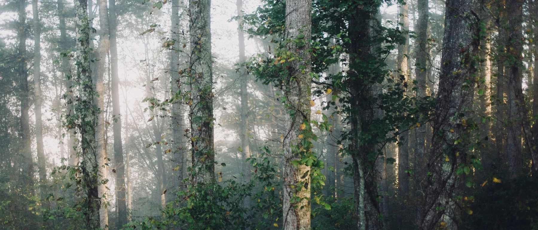 Tree trunks on a foggy day