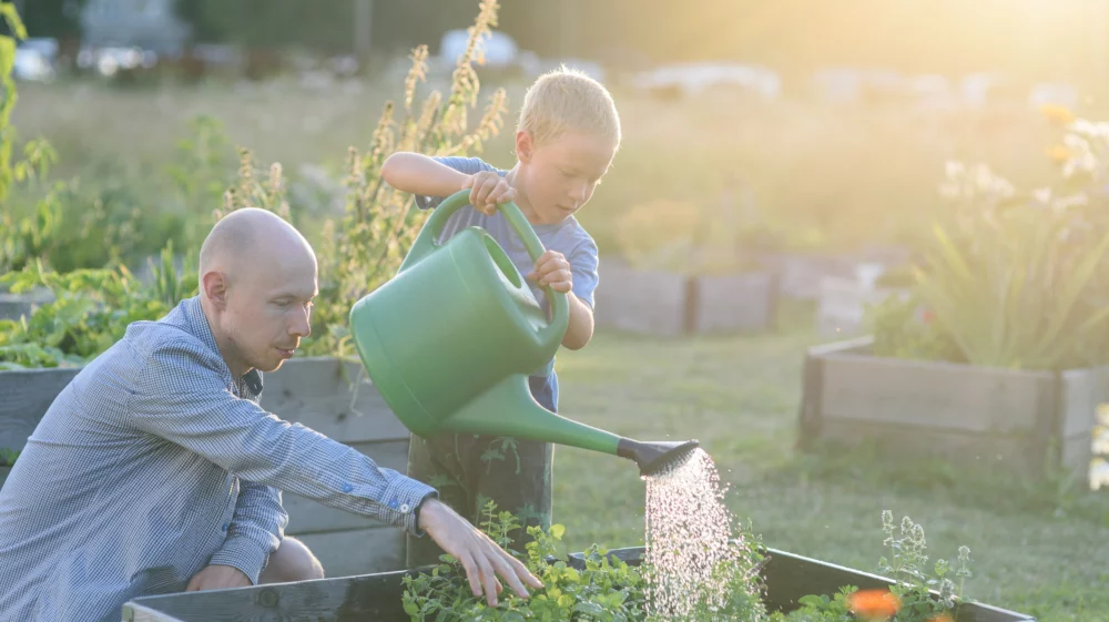 Father and son working in communal garden. Watering plants