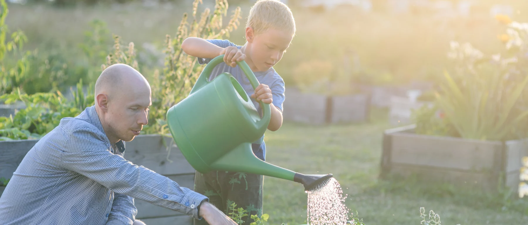 Father and son working in communal garden. Watering plants