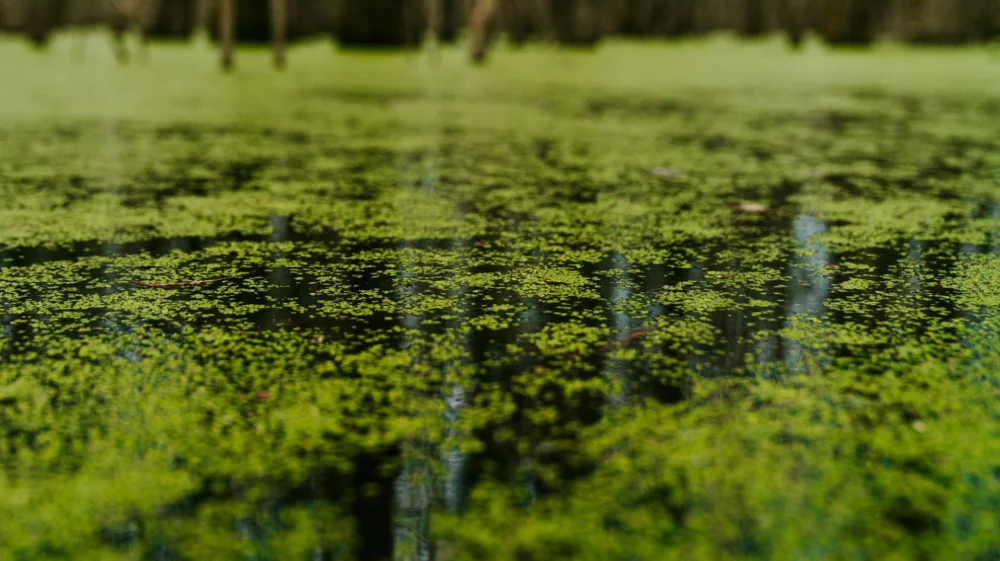 Wetland/Unsplash