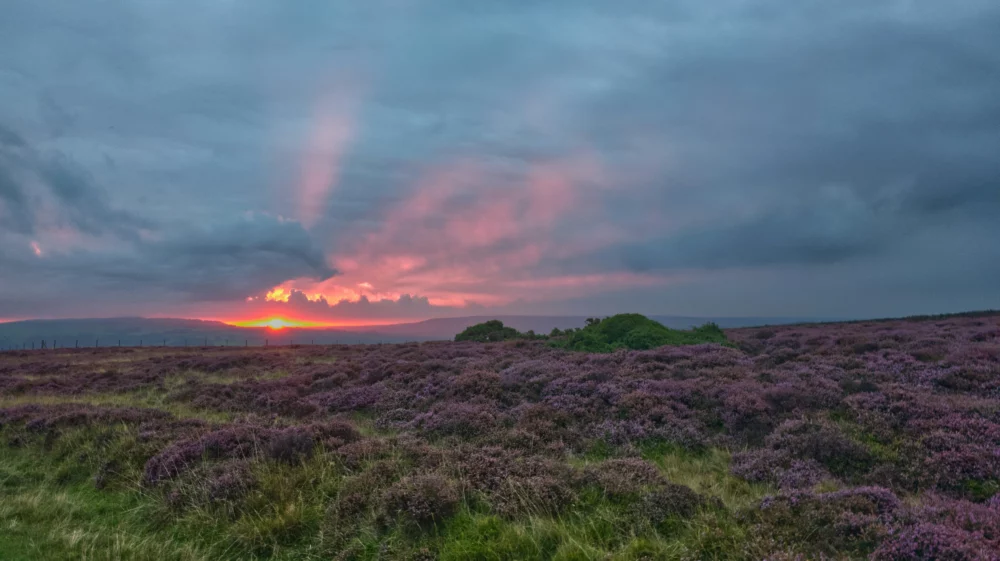 The sun is setting over a field of purple flowers. View from the North York Moors towards Whitby