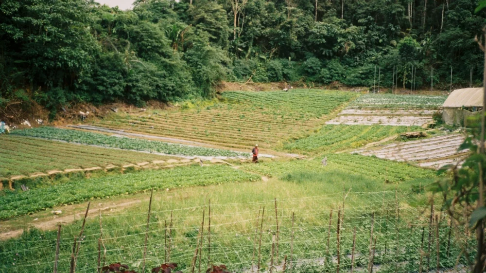 A person walks through neatly planted rows of crops on a lush green farm bordered by dense forest.