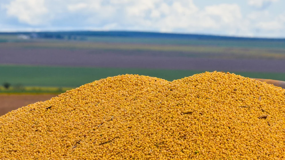 A close-up shot of a large heap of mustard-yellow soybeans. The background is a wide landscape dominated by open fields.