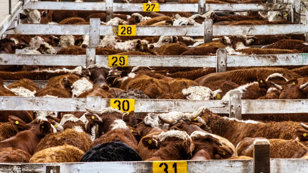Lots of cattle heaped up in a corral in the Mercado de Liniers, Argentina