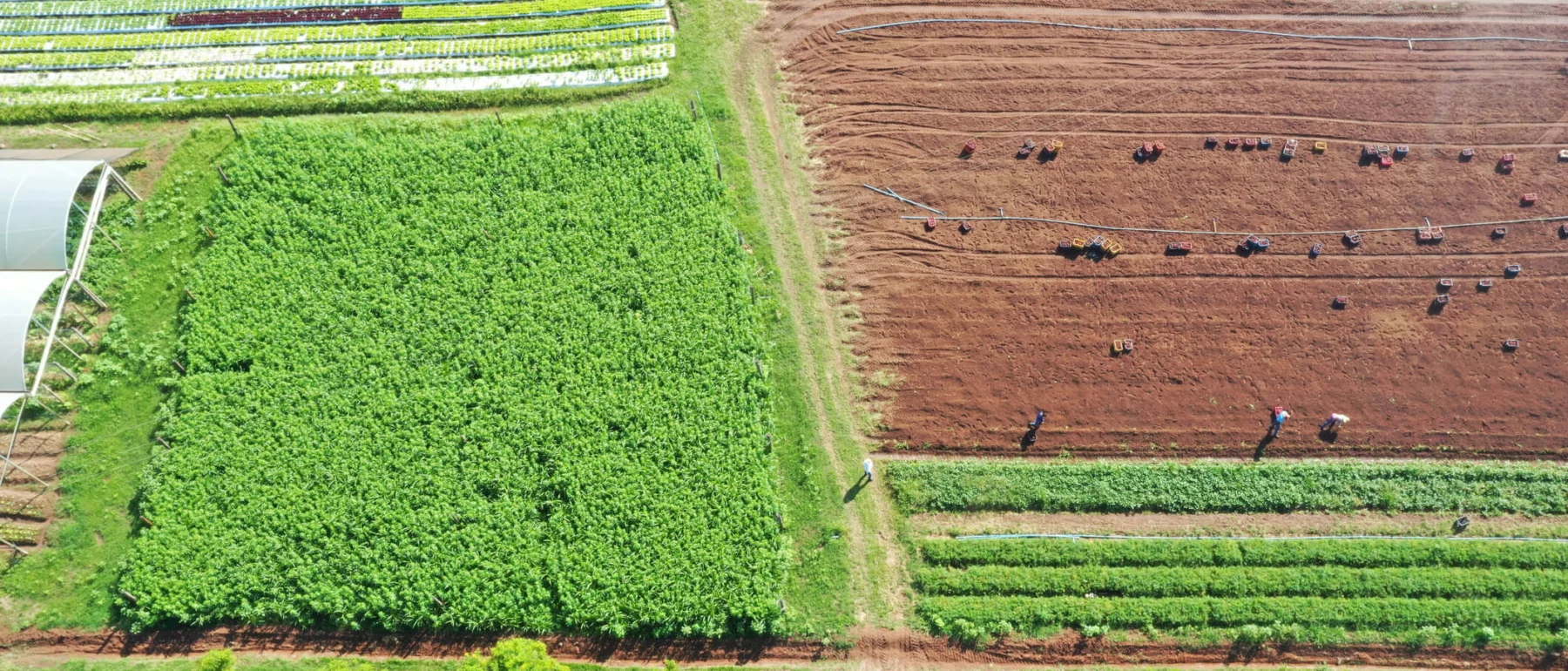 Aerial view of a diversified farm with green crop fields, bare soil being worked by farmers, and covered greenhouses, showcasing different stages of cultivation.