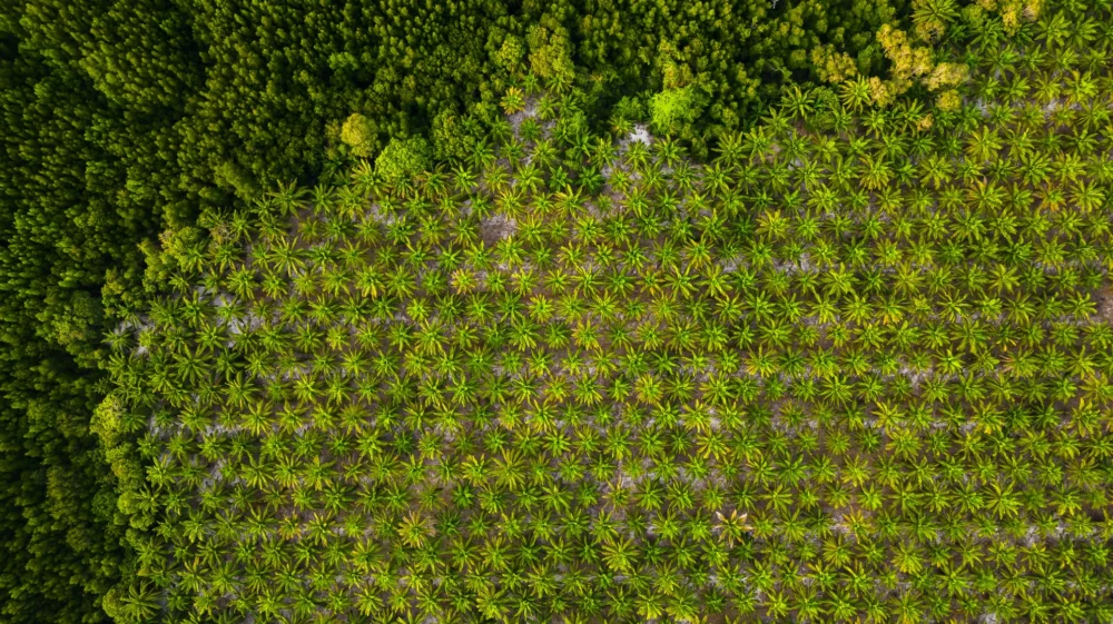 Aerial view of palm oil plantation