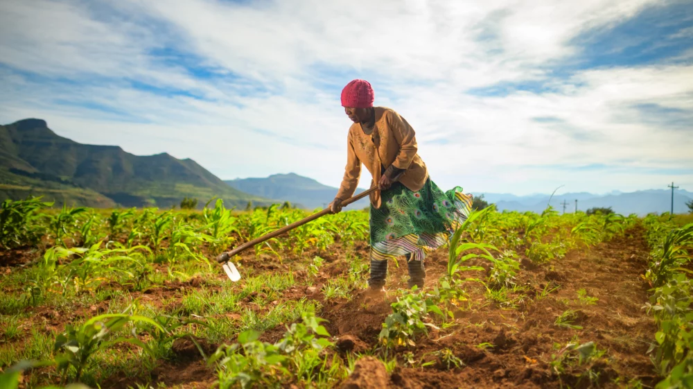 Woman working in a maize field in Malealea, Lesotho.