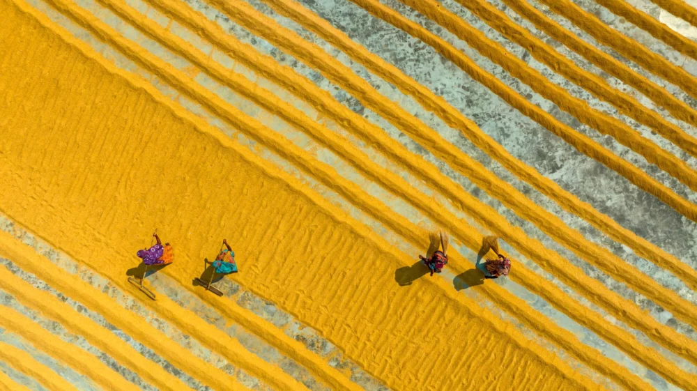 Aerial view of workers drying rice in rows.