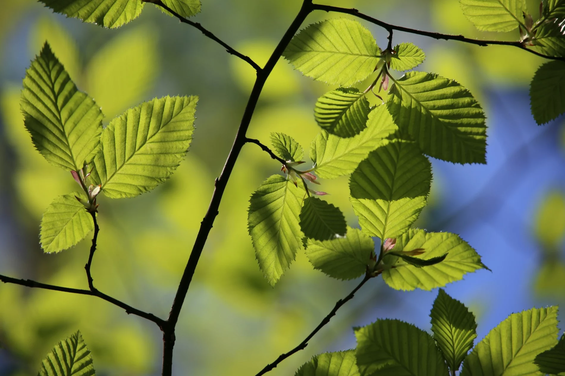 Close of green beech leaves