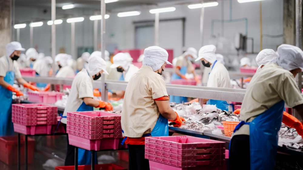 A group of factory workers wearing protective clothing, including caps and gloves, stand along a production line sorting and processing fish for canning.
