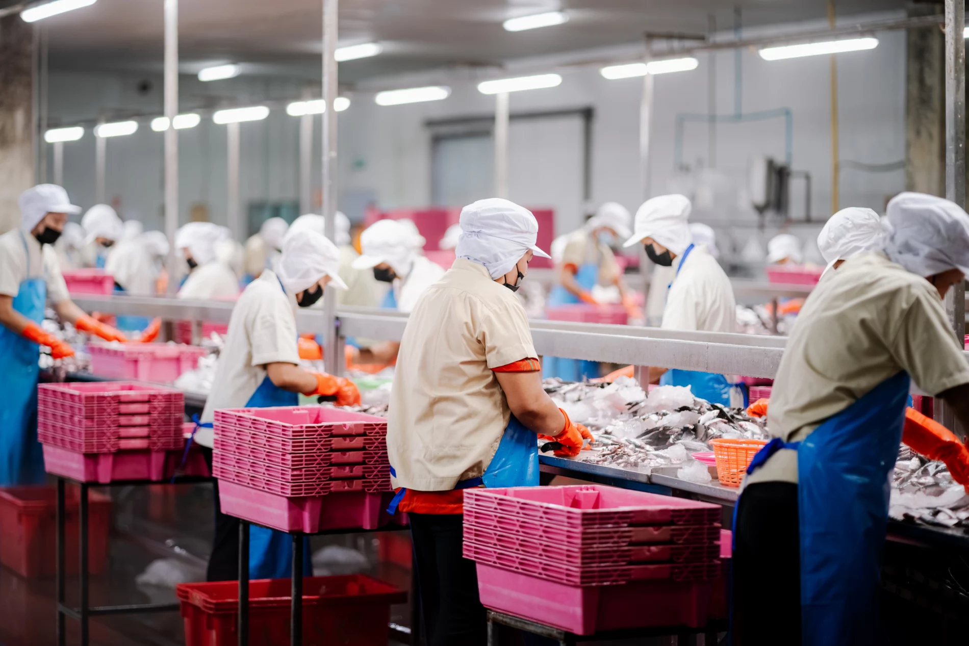 A group of factory workers wearing protective clothing, including caps and gloves, stand along a production line sorting and processing fish for canning.