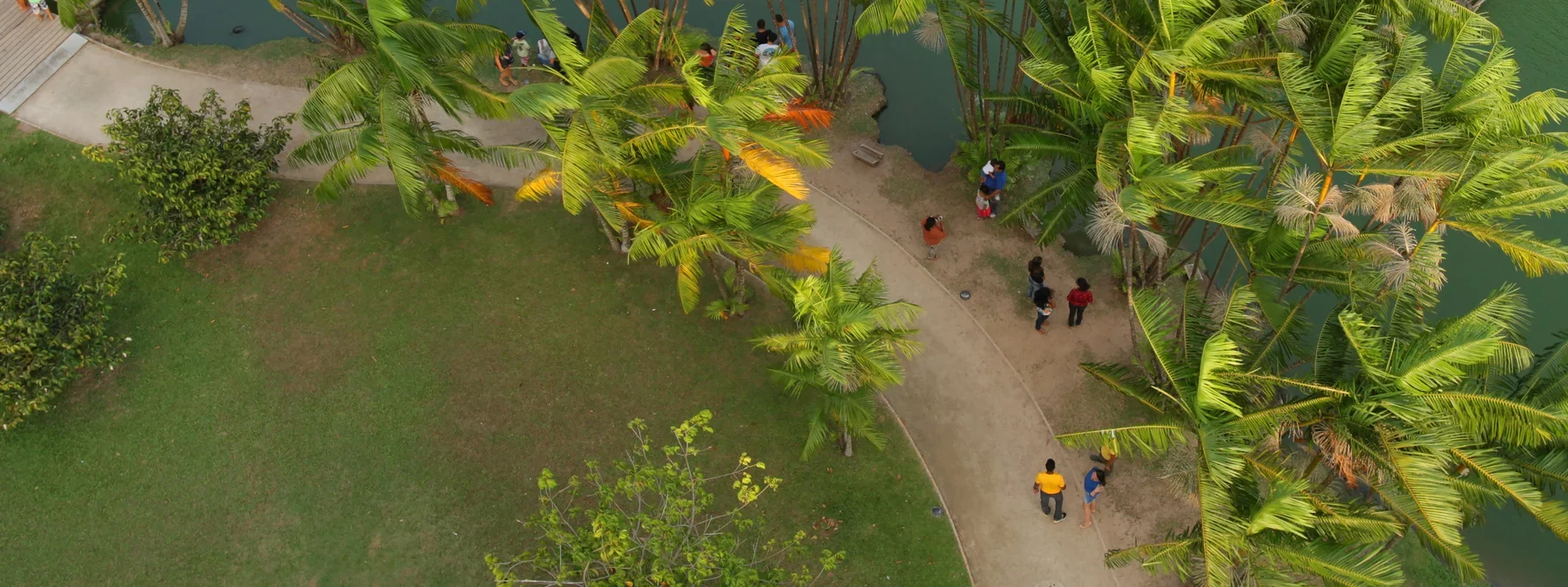 Aerial view of people walking along a curved path surrounded by palm trees and water in a tropical park.