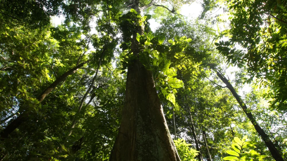 Amazon forest in Brazil.