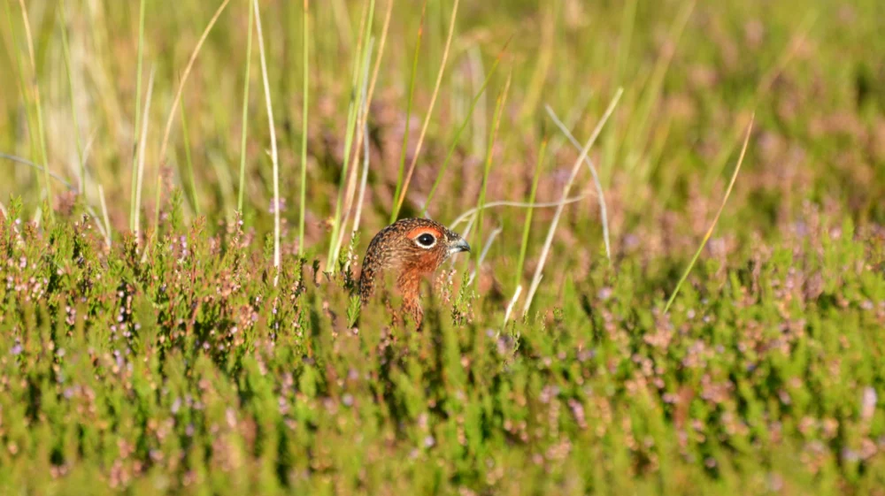 Close up: a red grouse peeps their head up over dense, pink-flowering heather.