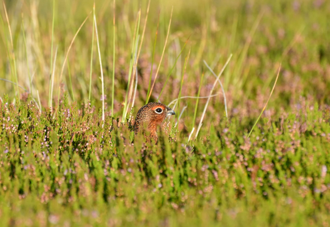 Ecological implications of changes in vegetation elemental composition under different heather (Calluna vulgaris) managements on British blanket bog