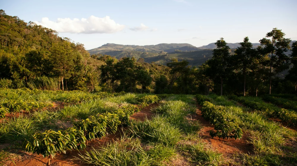 Cultivated field surrounded by trees