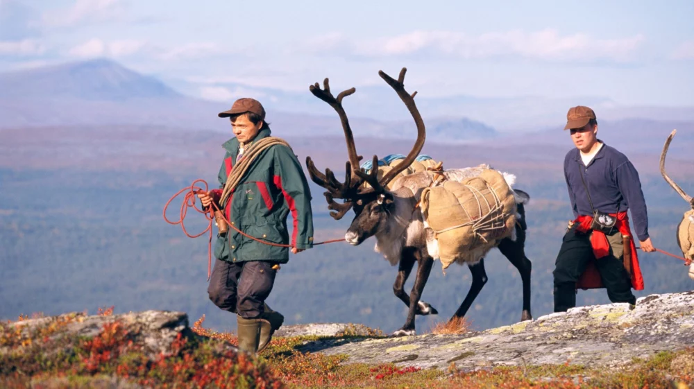 Raindeer herding in Sweden.