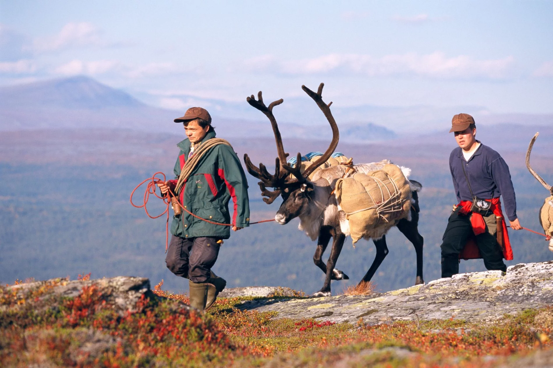 Raindeer herding in Sweden.