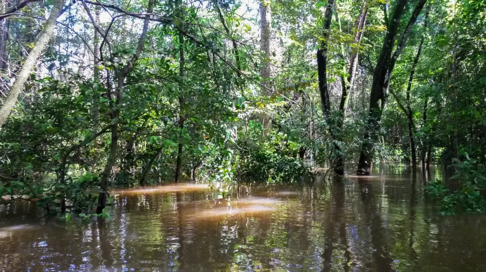 Amazon river basin.