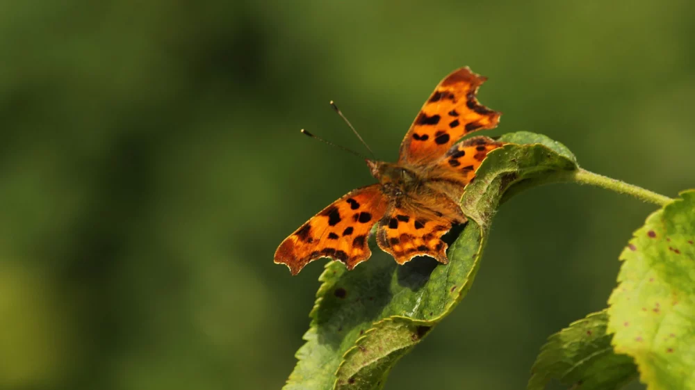 Orange butterfly with black markings and heavily scalloped wing shape, sitting on a leaf.