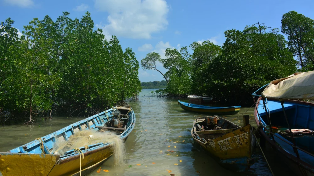 mangrove