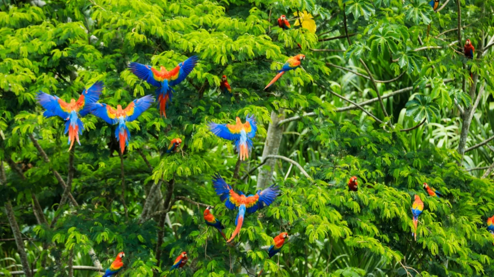 A group of colorful birds sitting on top of a tree