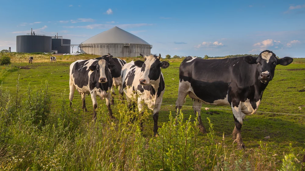 Cows grazing in a field with large biogas tanks in the background.