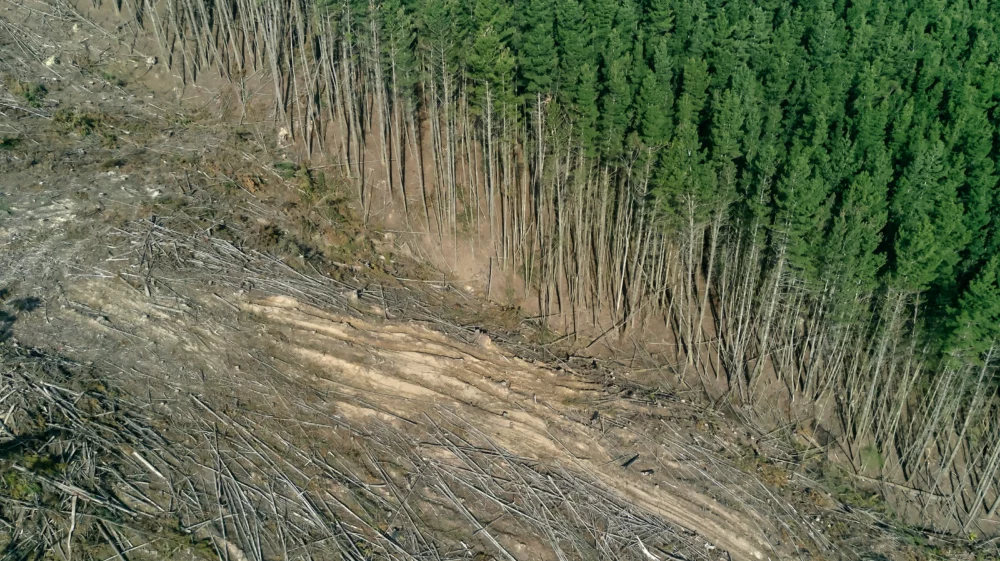 Aerial view of clear-cut forest with felled trees next to freestanding trees