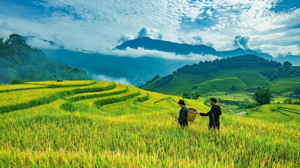 Rice farm in Vietnam