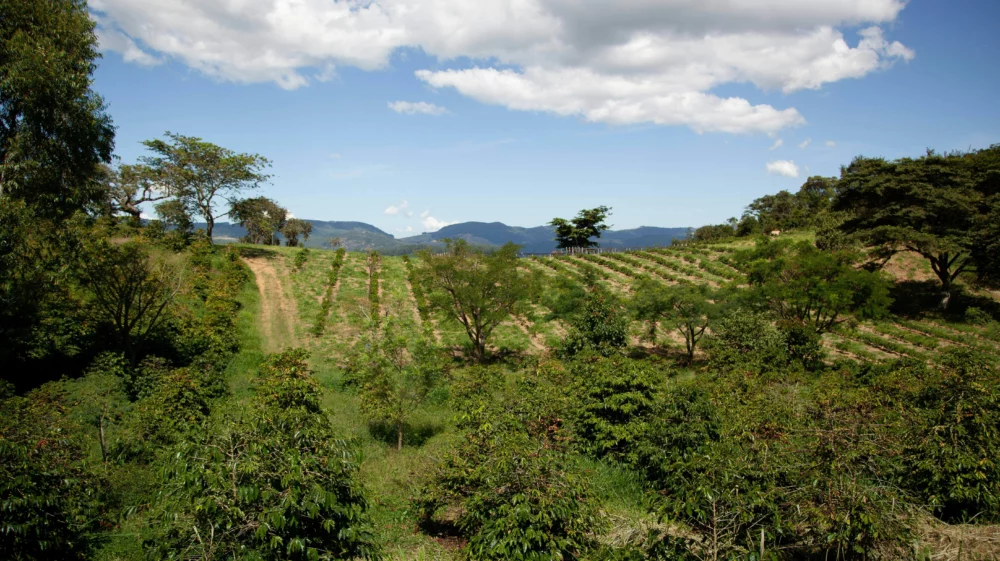 Green cultivated field surrounded by trees on a sunny day