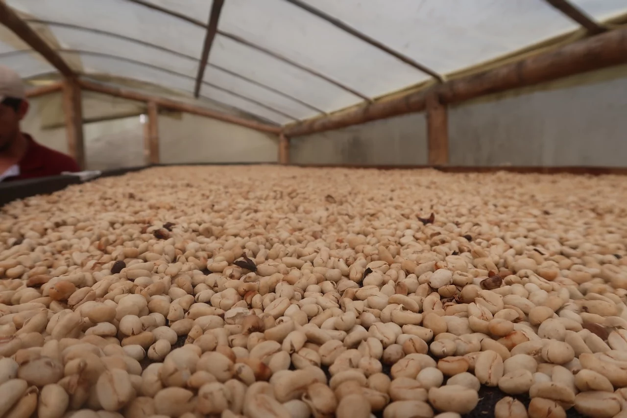 White legumes stretch to the horizon line under a white tarp.
