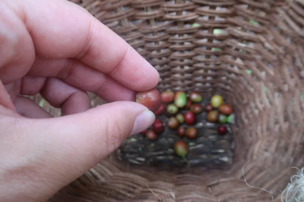 A hand holds a coffee bean above a woven basket with beans on the bottom.