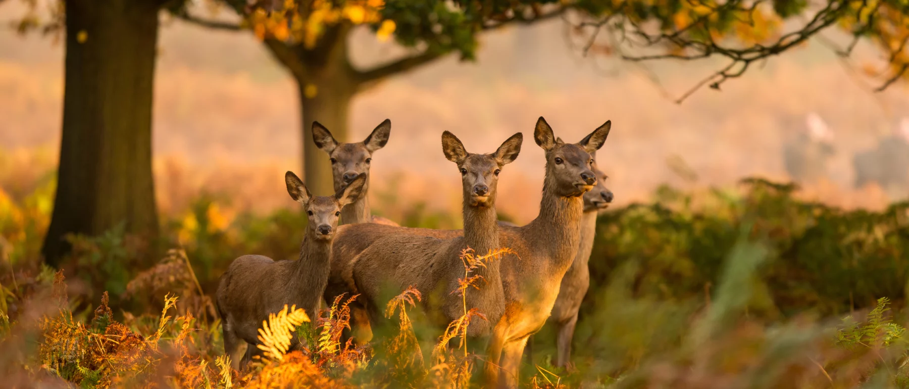 Five female red deer stand in a group, ears perked up and eyes peering forward, in a wooded meadow in the UK.