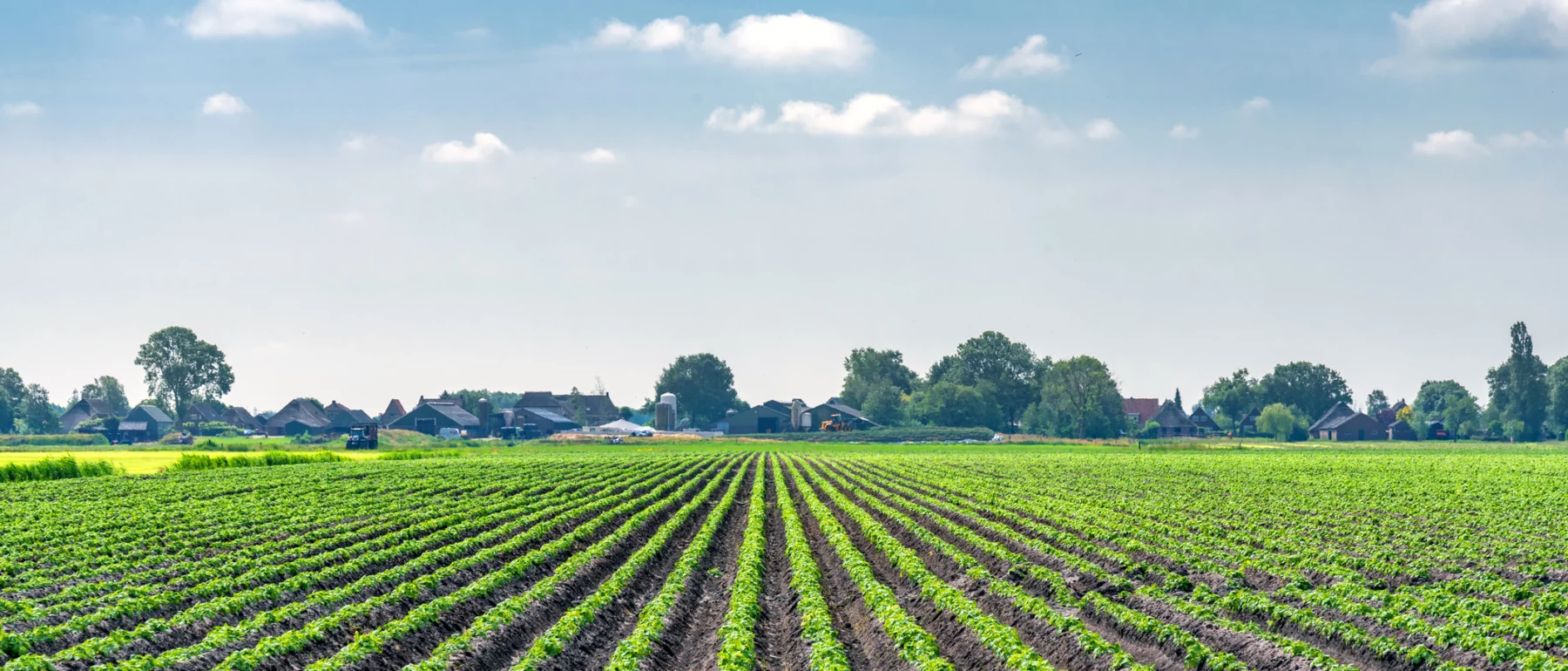Potato field on a summer day