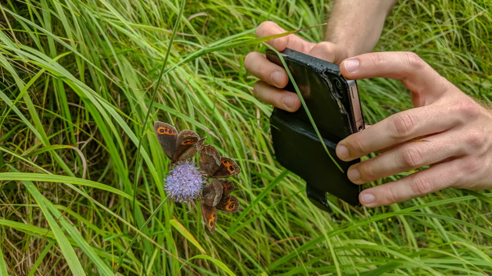 Close up of hands holding a mobile phone, using it to take a photograph or video of two brown and orange butterflies on a round purple flower.