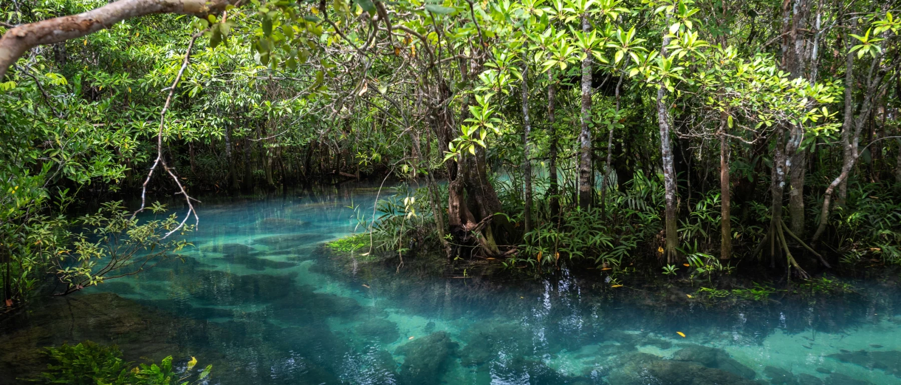 A turquoise-green stream winds through a lush mangrove forest.