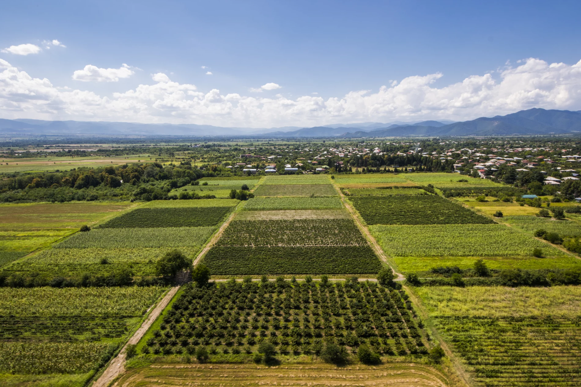 View of agricultural fields in Kakheti, Georgia