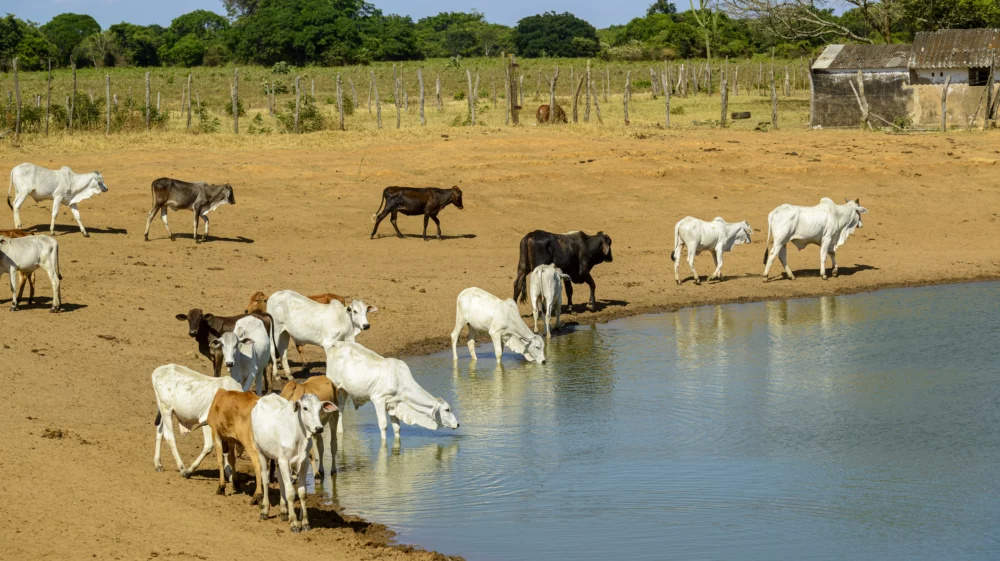 Cattle drinking water in a small lake