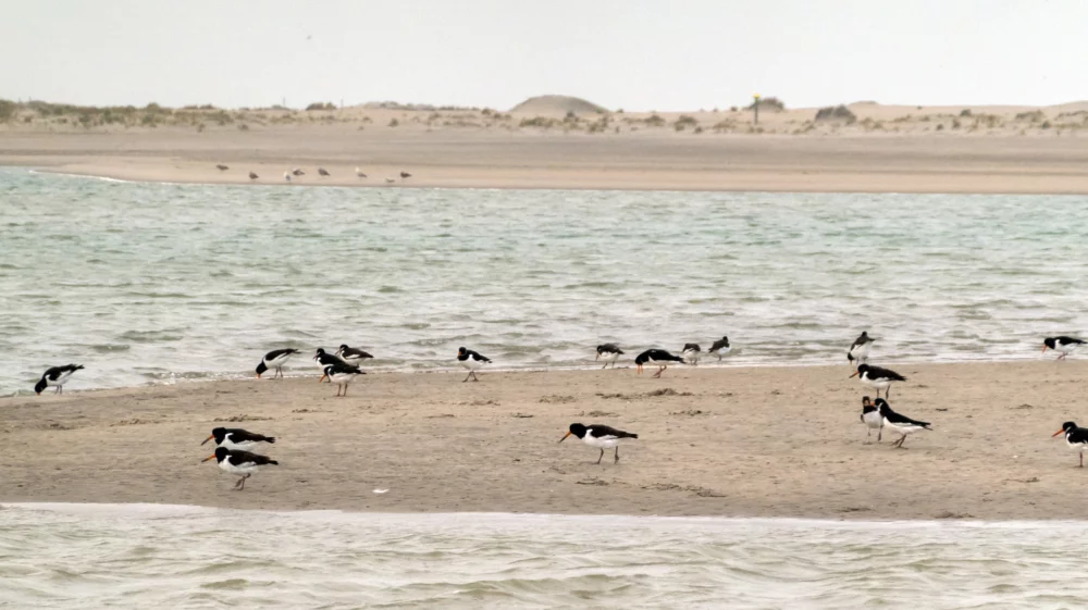 Birds along the San Motor, an artificial sand beach designed as a nature-based solution for coastal defence in the Netherlands.